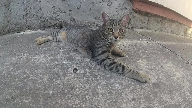 tiger cat lying on a concrete floor
