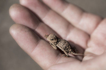 A small baby horned lizard resting in a person's hand