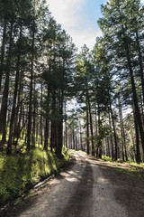 Bright sun and long shadows across a dirt path through a pine forest