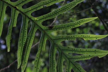 hojaverde