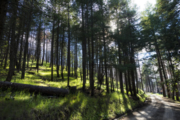 A dirt path curving around a pine forest mountain slope