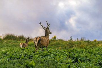 Beautiful view of deer on Isle of Skye, Scotland © Alexey Fedorenko