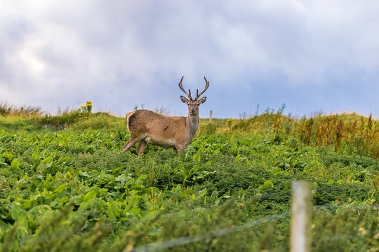 Beautiful view of deer on Isle of Skye, Scotland