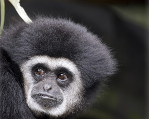 white handed gibbon
