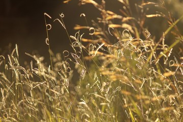 plants