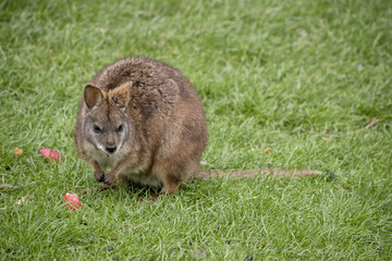 tammar wallaby
