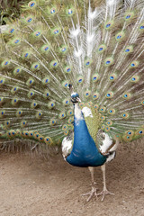 Obraz premium peacock