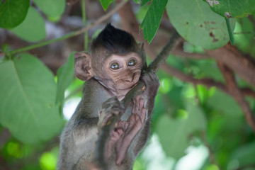 可愛いサル