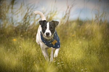 Lovely dog outside in the grass