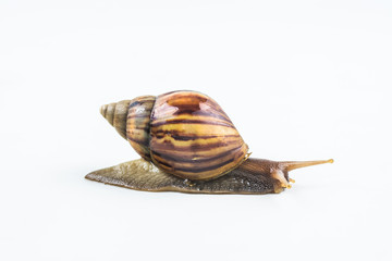 snails on white background