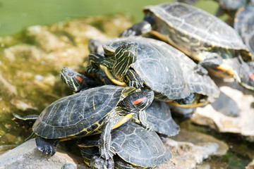 Turtles