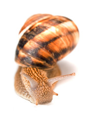 Snail isolated