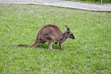 Kangaroo-Island kangaroo joey