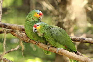 Love birds
