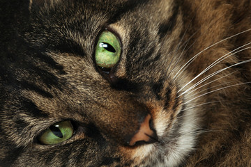 Big brown Maine Coon cat close up