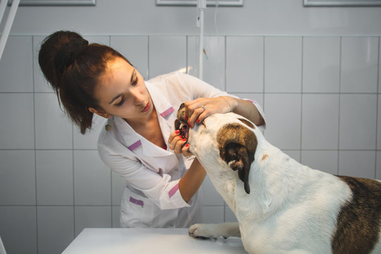 tooth examine by the veterinarian for dog in vet clinic