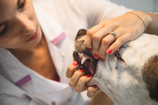 tooth examine by the veterinarian for dog in vet clinic