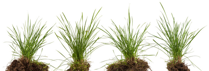 green fresh grass meadow isolated on white backgound