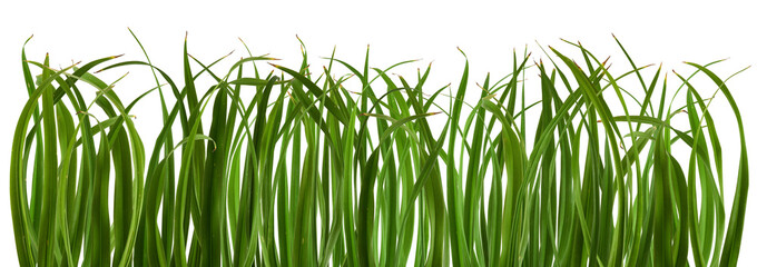 green fresh grass meadow isolated on white backgound