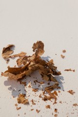 Dried autumn leave