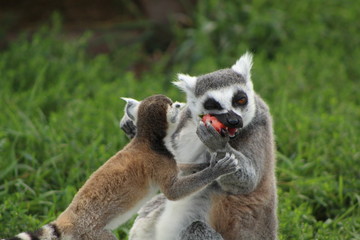 Lemurs eating a strawberry