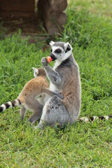 Lemurs eating a strawberry