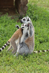 Lemurs eating strawberry