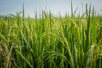soft focus Rice fields in thailand