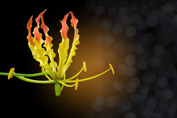 Abstract colorful of Climbing Lily,Turk's cap, Superb Lily,Gloriosa superba flower with the bokeh, beam light, and lens, flare effect tone background, the most poisonous plant in the world.