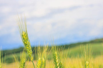 young green wheat spike closeup, a beautiful colorful landscape with the blue cloudy sky at sunset,...