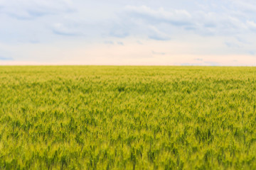 Fototapeta premium young green wheat field, a beautiful colorful landscape with the blue cloudy sky at sunset, selective focus