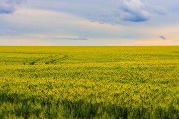 young green wheat field, a beautiful colorful landscape with the blue cloudy sky at sunset, selective focus