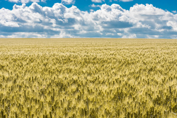 a beautiful summer landscape of ripened golden wheat field ready for harvest with dramatic sky and clouds
