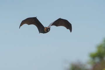 ฺBat flying on blue sky