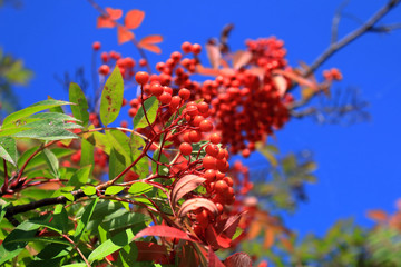 ナナカマドを見上げる