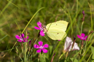 Yellow butterfly on a red flower