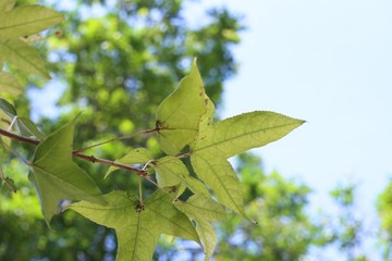 Maple leaves