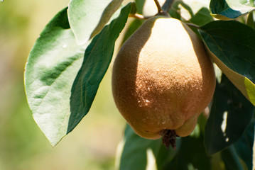 Ripe quince tree with fruits