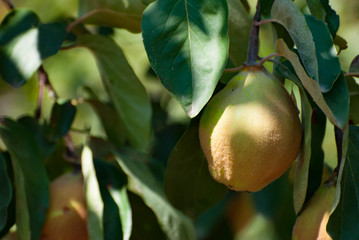 Ripe quince tree with fruits