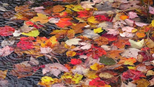 SLOW MOTION CLOSE UP: Raindrops falling on colorful autumn tree leaves floating along the lazy river in fall forest. Water drops raining and splashing into water surface with bright autumn leaves.