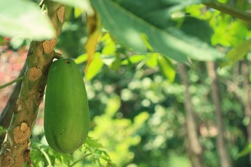 Papaya tree