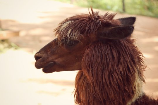 Alpaca in the zoo