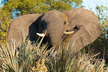 Surprised juvenile elephant