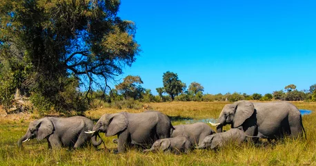 Rolgordijnen African elephant herd © EvanK