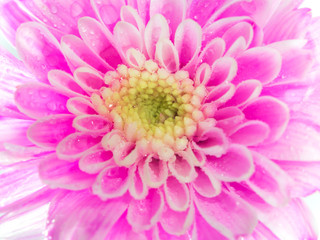 Close up Pink chrysanthemum flower on white background