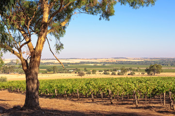 Rows of grapevines in the Barossa Valley - SA, Australia