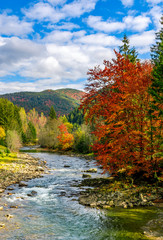 Fototapeta premium gorgeous day near the forest river in mountains. deciduous tree with vivid red foliage among spruce on the curve rocky shore. dreamy autumnal landscape