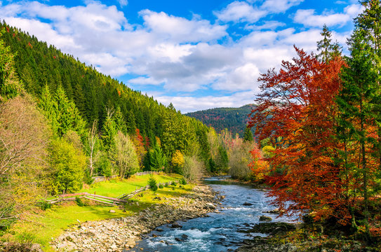 gorgeous day near the forest river in mountains. deciduous tree with vivid red foliage among spruce on the curve rocky shore. dreamy autumnal landscape