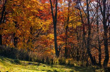 Obraz premium beautiful golden foliage on sunny day in forest. lovely autumnal background