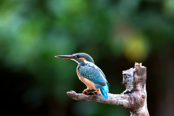 Common kiingfisher. Alcedo atthis is a common winter visitor bird of Thailand which could be find during migration season during September to March each year.